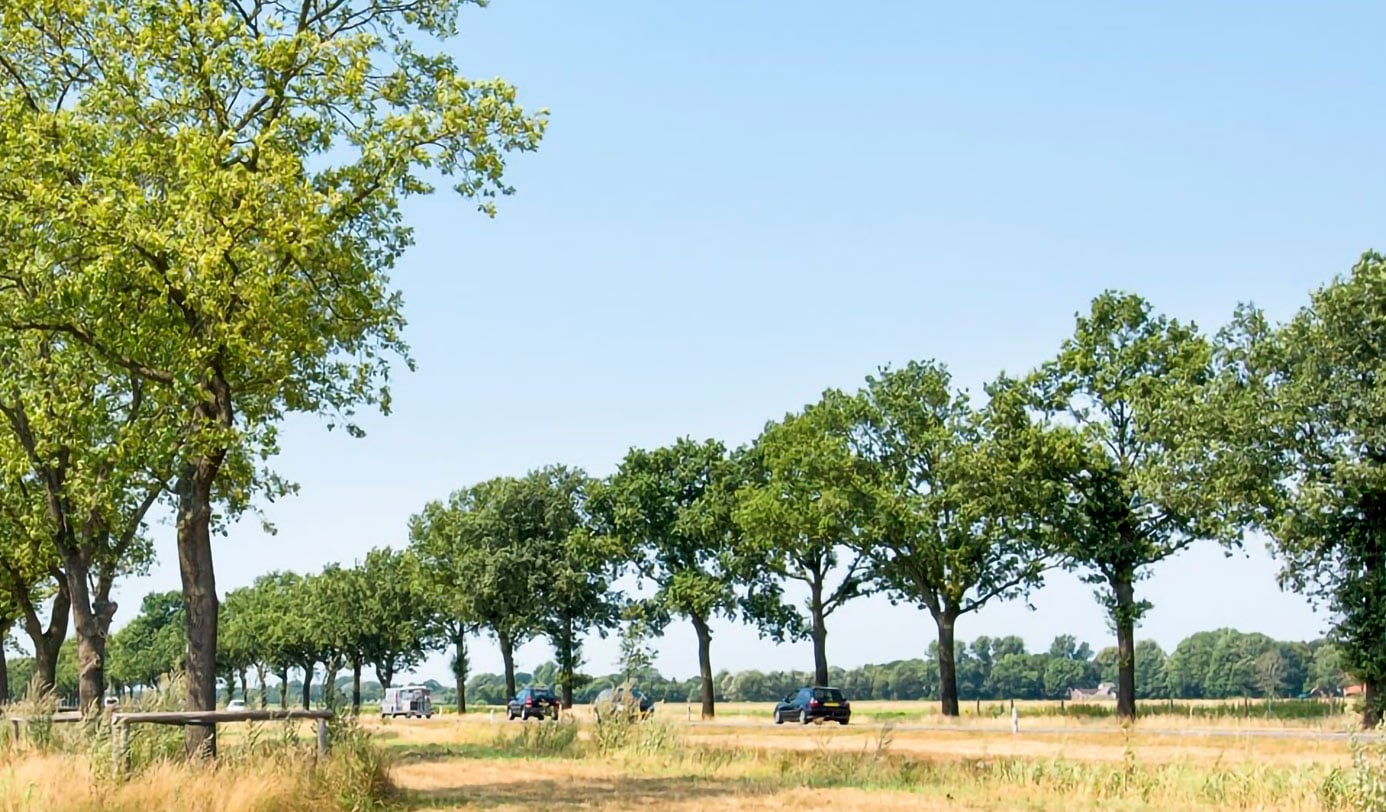 Bomenrij langs een landweg in een open agrarisch landschap.