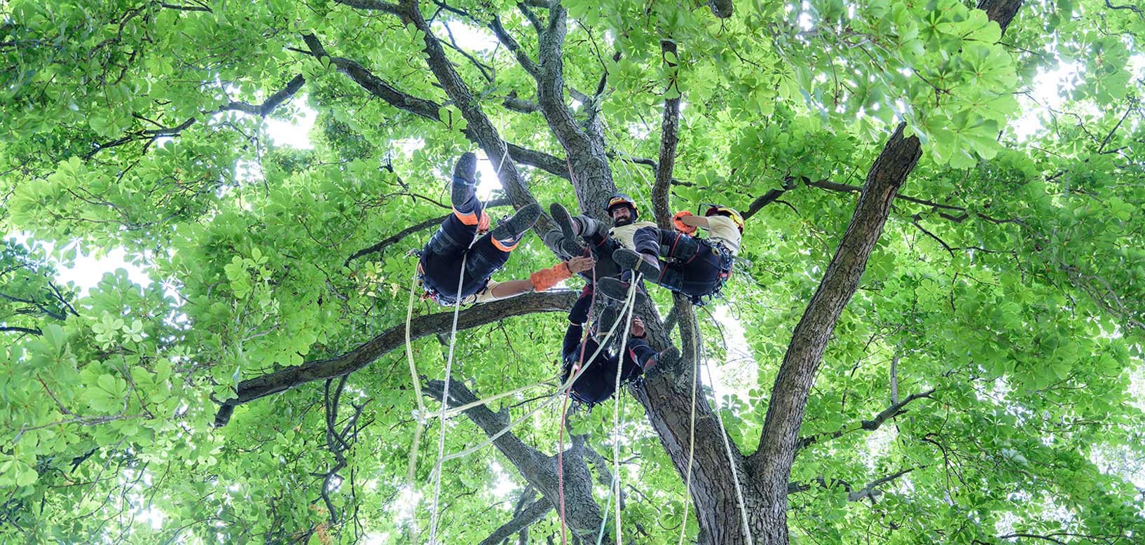 Boomverzorgers hangen aan touwen hoog in een boom voor boomonderhoud.