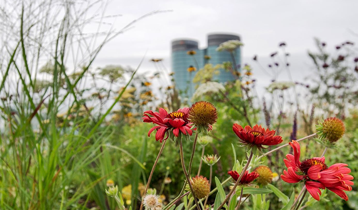 Bloeiende vaste plantenborder met rode kokardebloemen en siergrassen, met kantoortorens op de achtergrond.