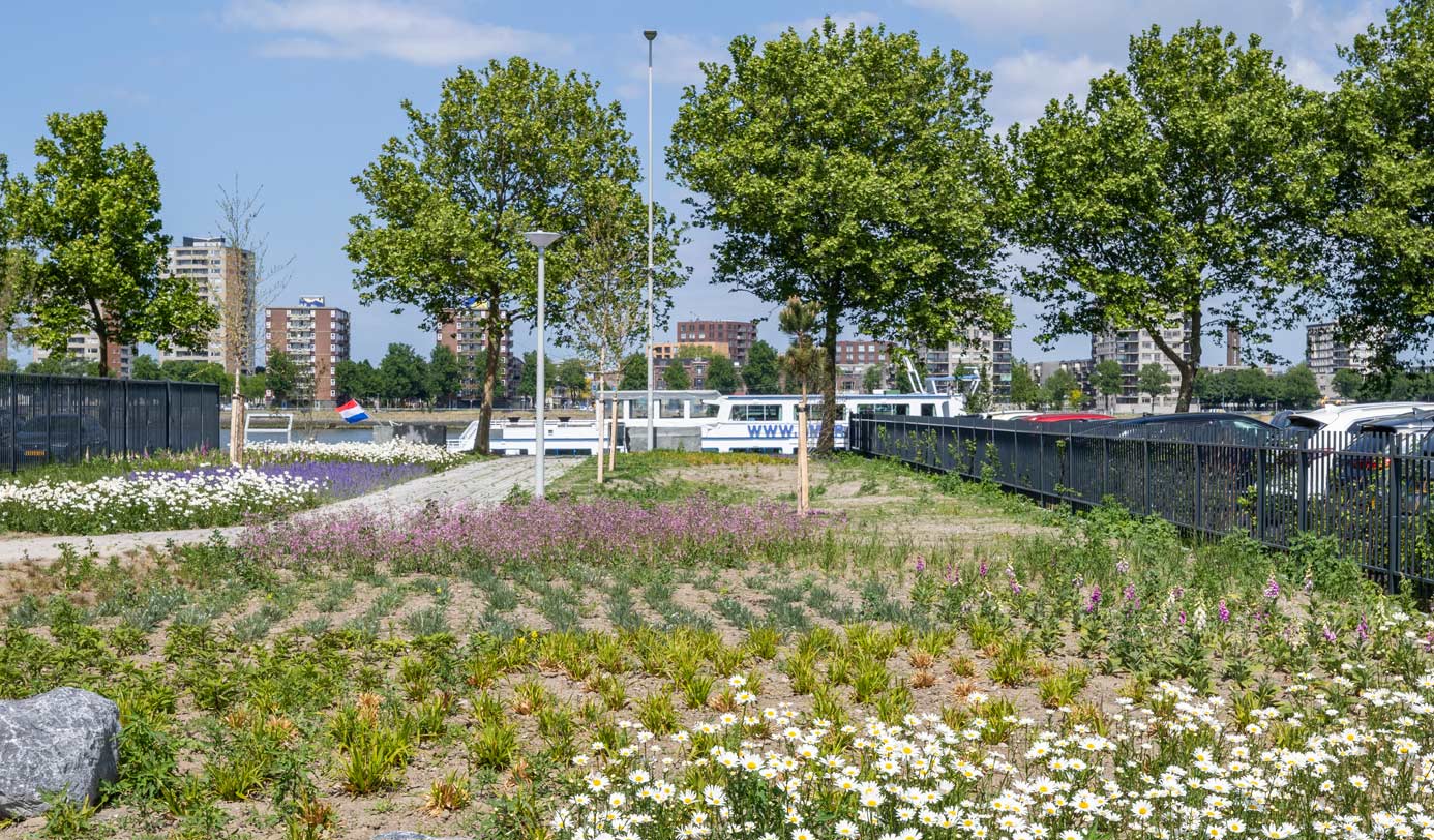 Bloemrijke beplanting met wilde bloemen langs een waterkant in een stedelijke omgeving met bomen en flatgebouwen op de achtergrond.