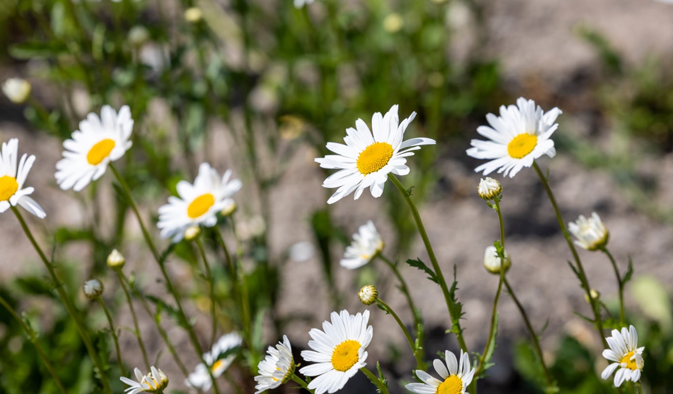 Bloeiende margrieten in een border met open grond.