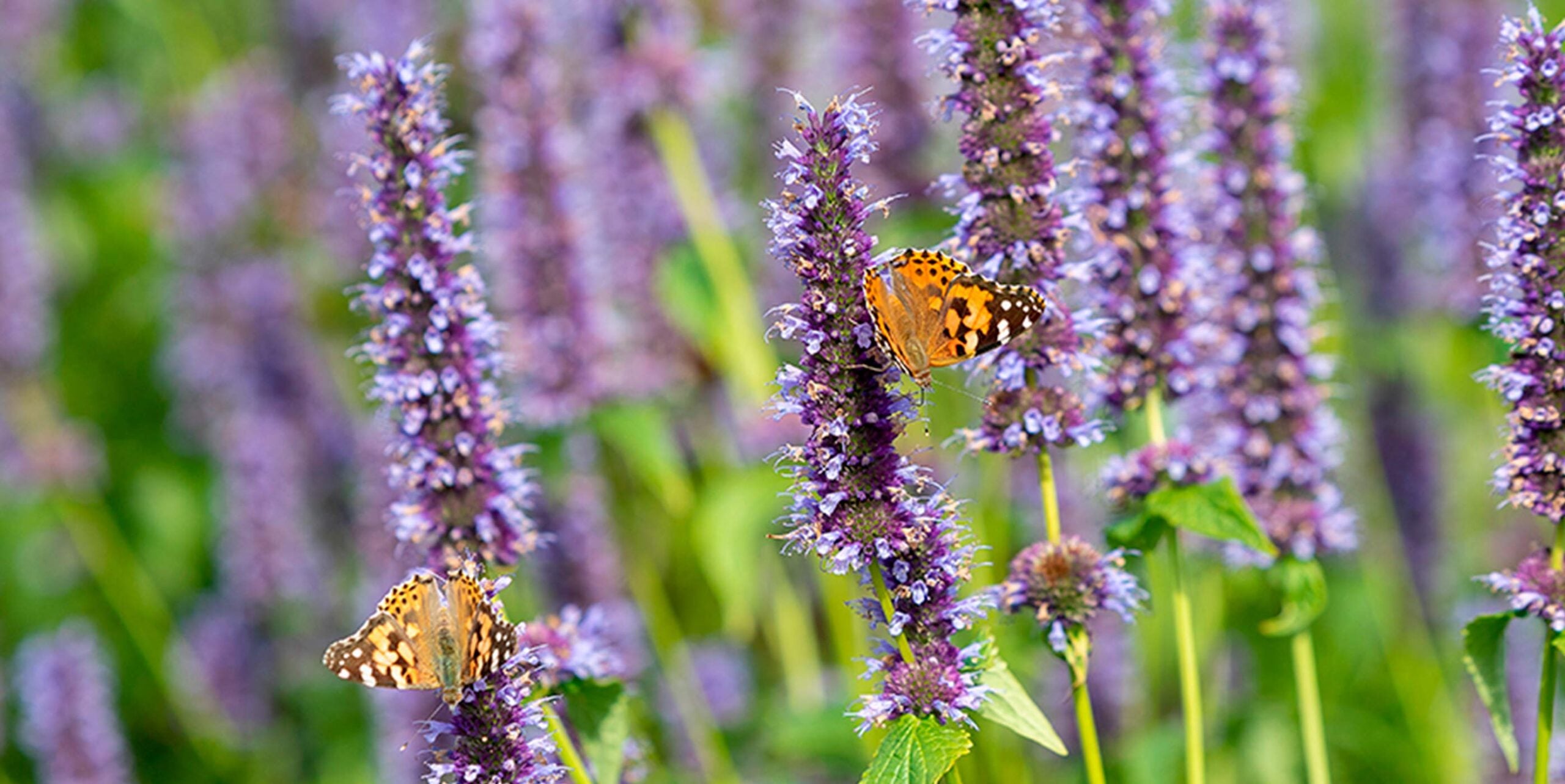 Twee distelvlinders foerageren op paarse bloeiaren van agastache in een bloemenveld.