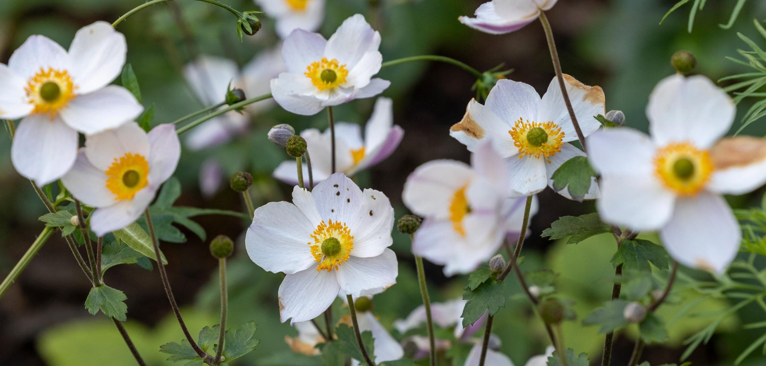 Witte Japanse anemonen in bloei met gele hartjes in een border.