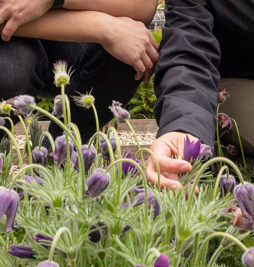 Medewerker inspecteert paarse wilde kruidenbloemen in een border.