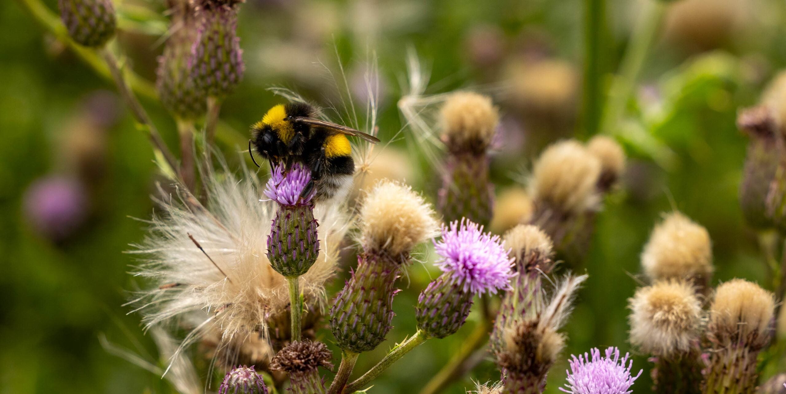 Hommel verzamelt stuifmeel op een bloeiende distel in een bloemrijk grasveld.