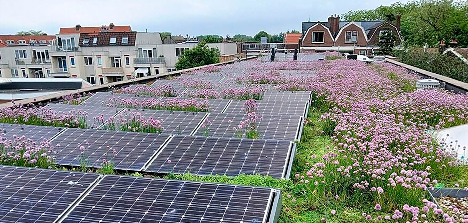 Groen dak met bloeiende bieslookplanten tussen zonnepanelen op een stadswoning.