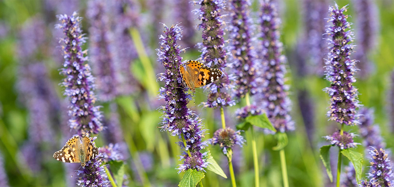 Twee vlinders op paarse bloeiende agastache in een bloemrijke border.