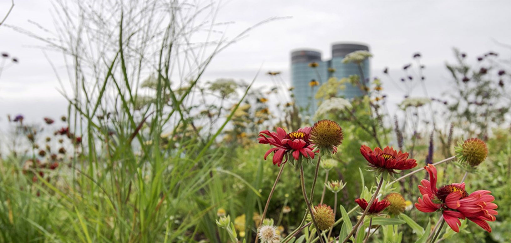 Bloemrijke vegetatie met rode kokardebloemen en siergrassen op een groendak met kantoortorens op de achtergrond.