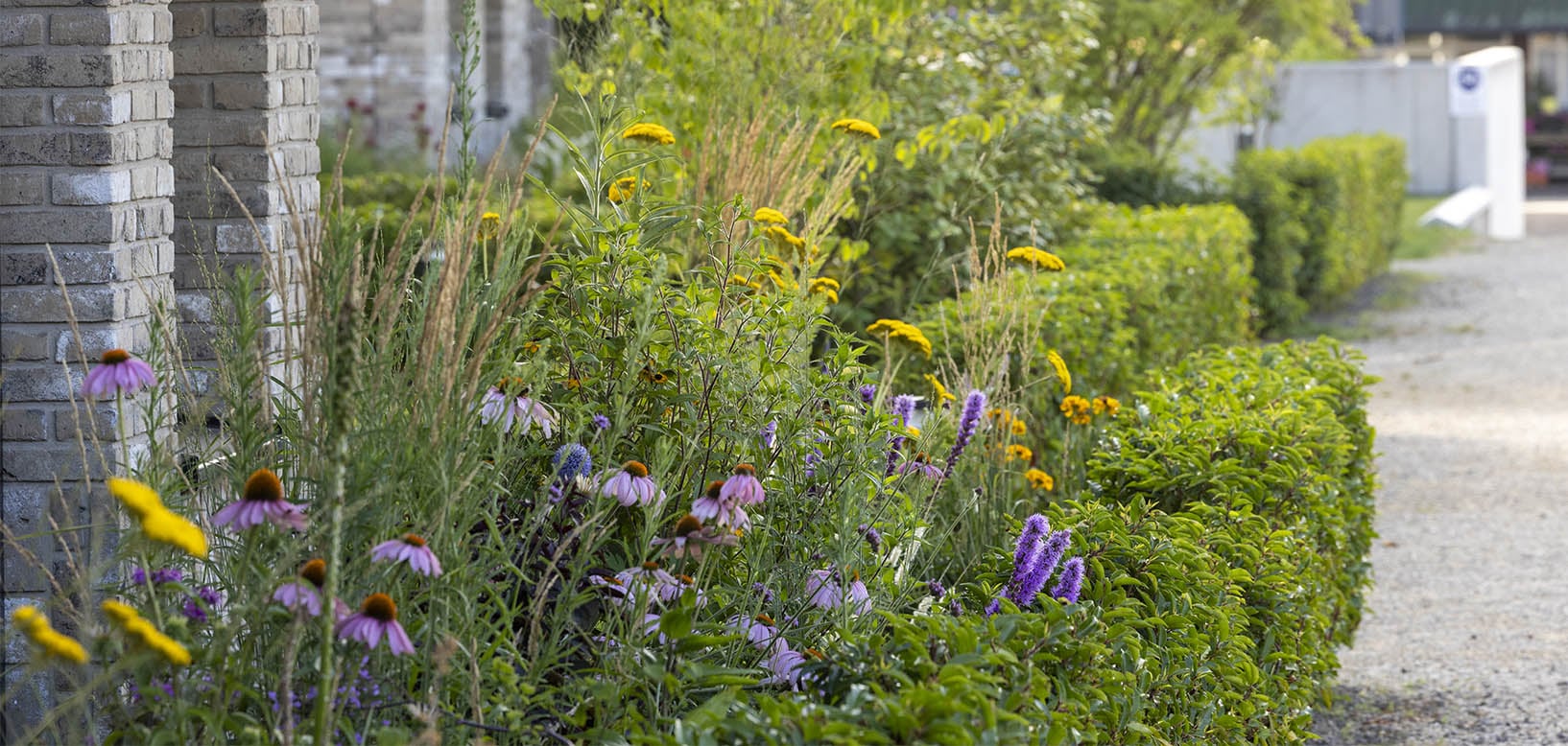 Bloemrijke border met zonnehoed, duizendblad en gesnoeide heg langs een gebouw.