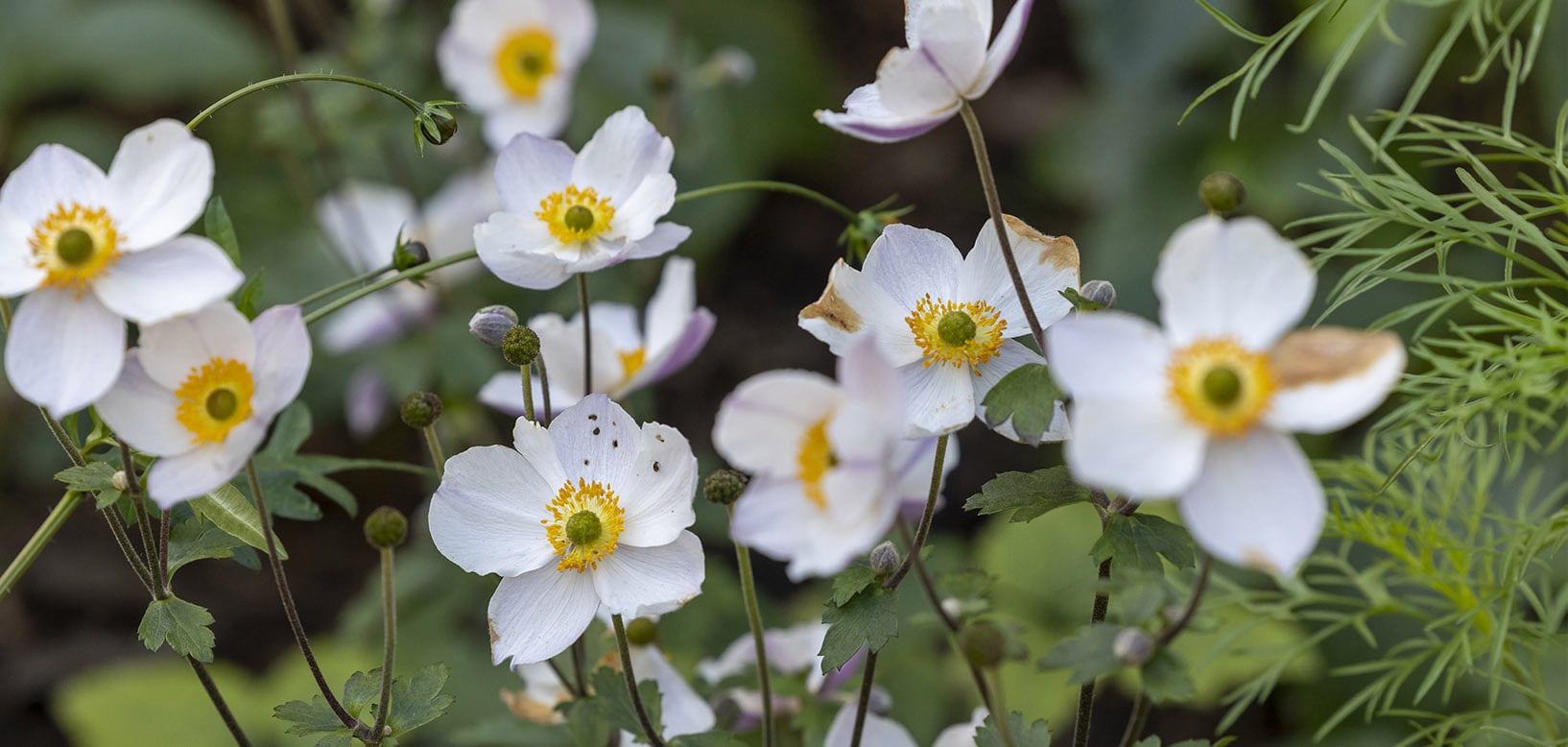 Witte herfstanemonen met gele hart bloeien tussen groen blad in een beplantingsvak.
