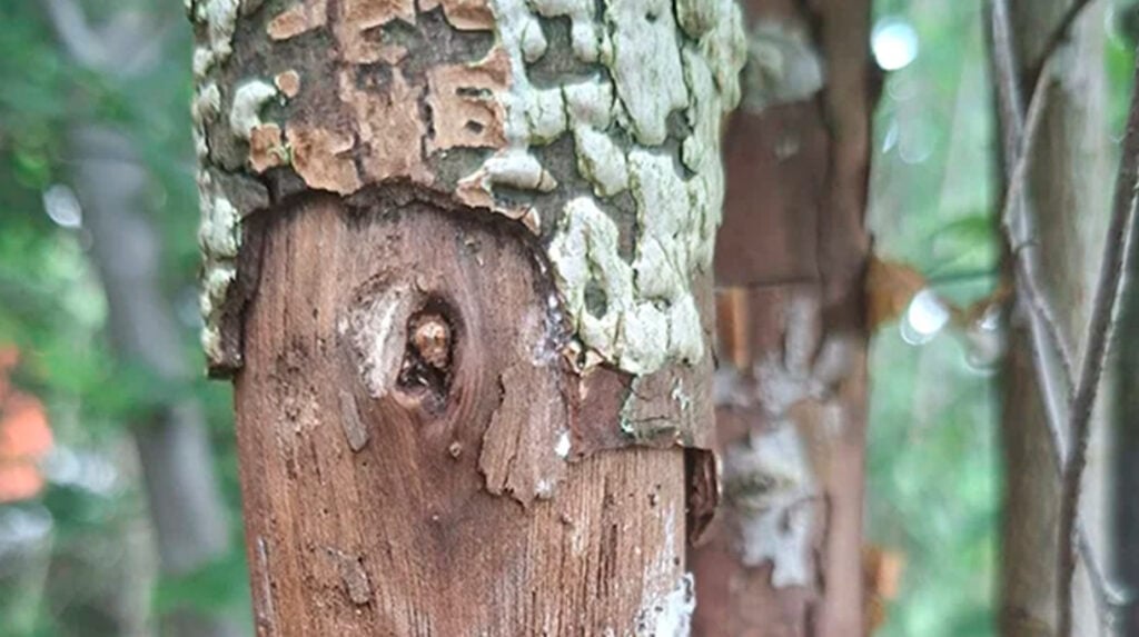 Boomstam met afgebladderde schors en kleine uitvlieggaatjes van iepenspintkevers in een bosrijke omgeving