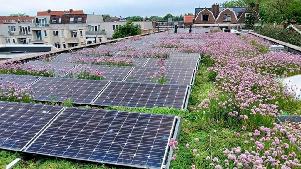 Groen daktuin met bloeiende sedum en zonnepanelen op stedelijk gebouw.
