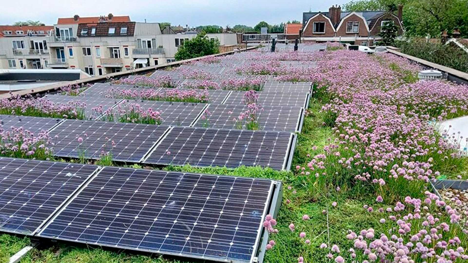 Groen daktuin met bloeiende sedum en zonnepanelen op stedelijk gebouw.