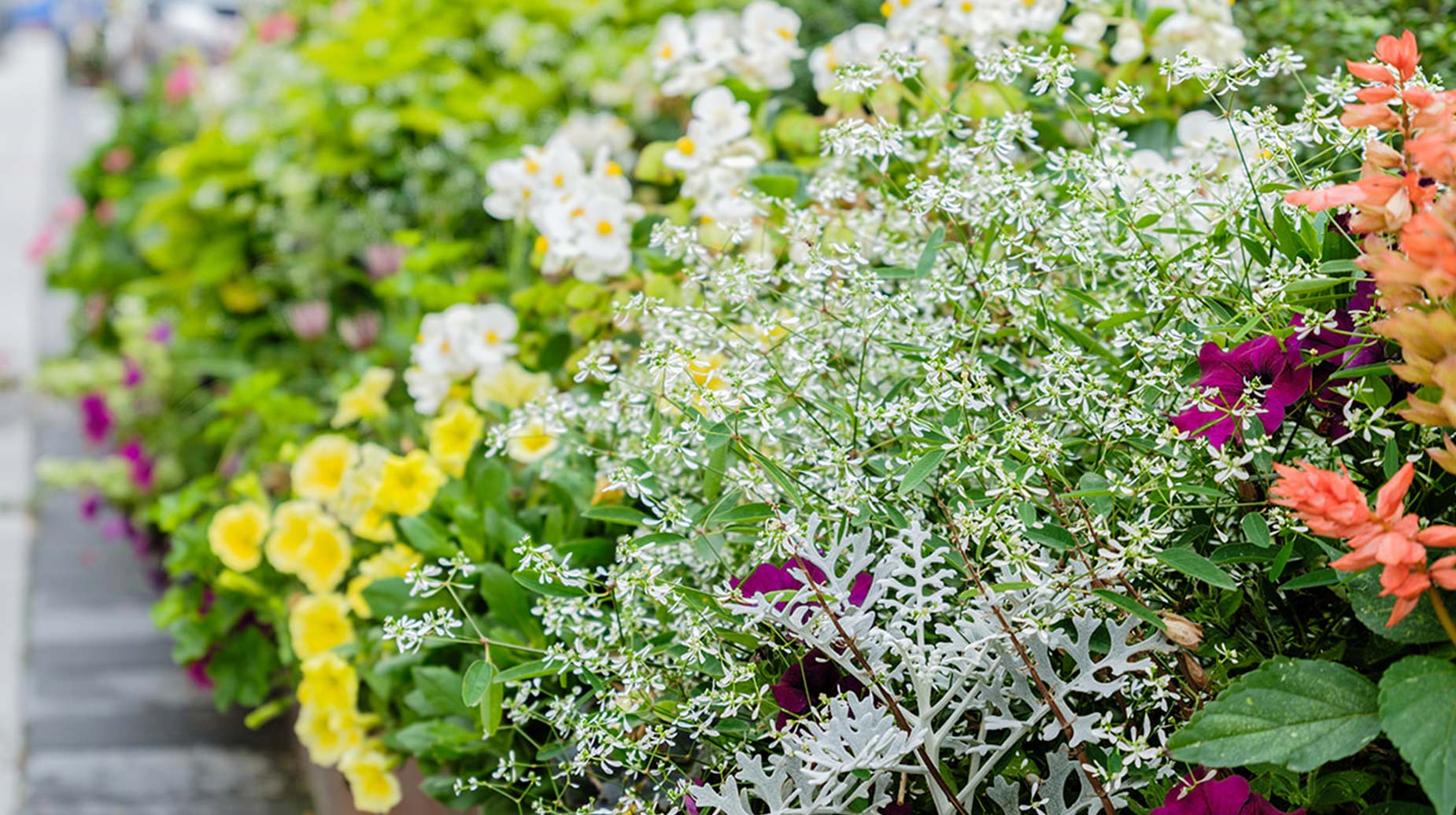 Kleurrijke bloemenperk langs een straat met witte, gele, paarse en oranje bloemen.