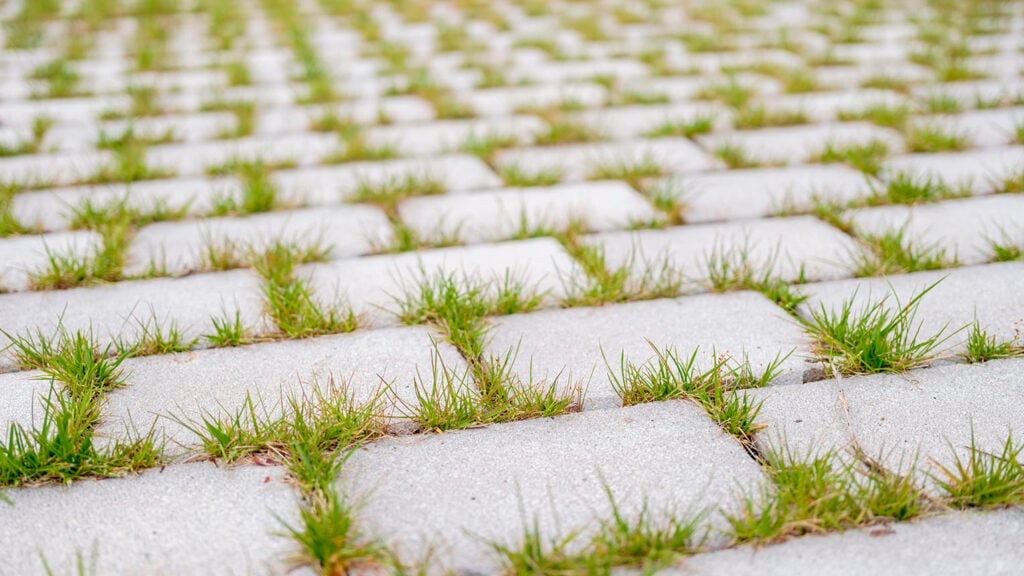 Grasbetontegels met gras tussen de voegen op een waterdoorlatende bestrating.