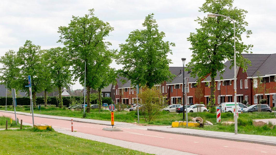 Rij volwassen bomen langs fietspad in woonwijk met grasbermen.