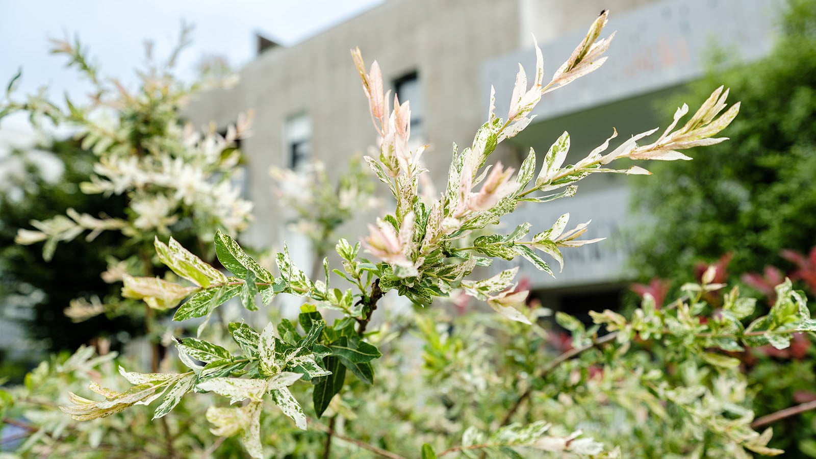 Bontbladige wilg met roze en witte blaadjes in beplanting bij een gebouw.