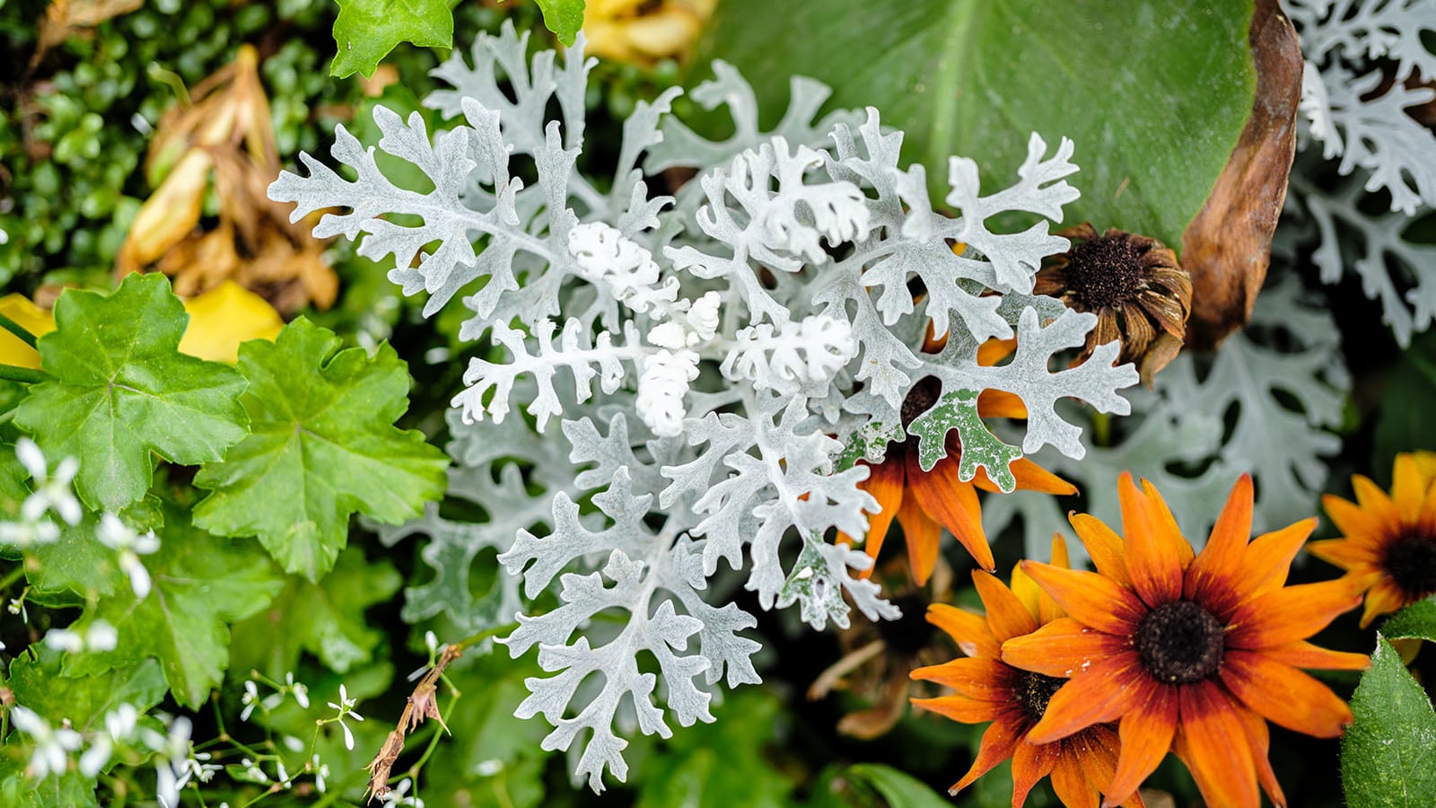Zilverkleurig blad van kruisbladige as tussen oranje rudbeckia's en groen blad in een beplantingsvak.