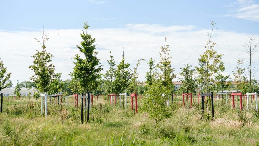 Jonge aangeplante boompjes met steunpalen in een grasveld nabij een woonwijk.