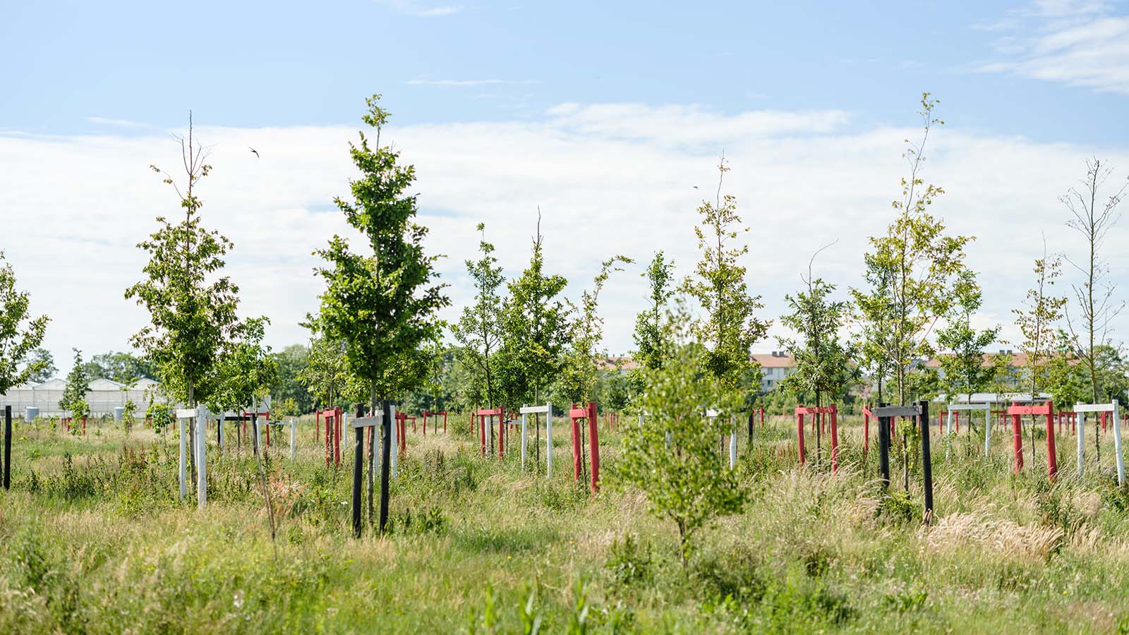 Jonge aangeplante boompjes met steunpalen in een grasveld nabij een woonwijk.