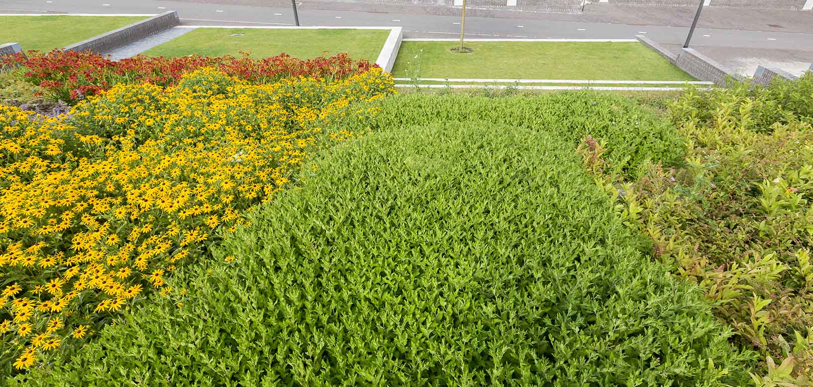 Bloemrijke beplanting met gele coneflowers en vaste planten in een verkeersrotonde langs de weg.