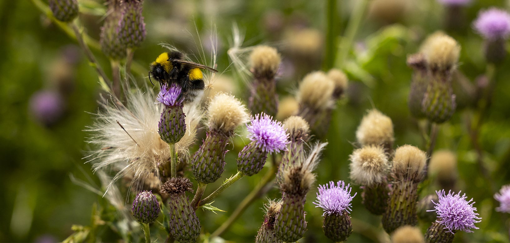 Hommel foerageert op distelbloem in bloeiend veldje met paarse distels.