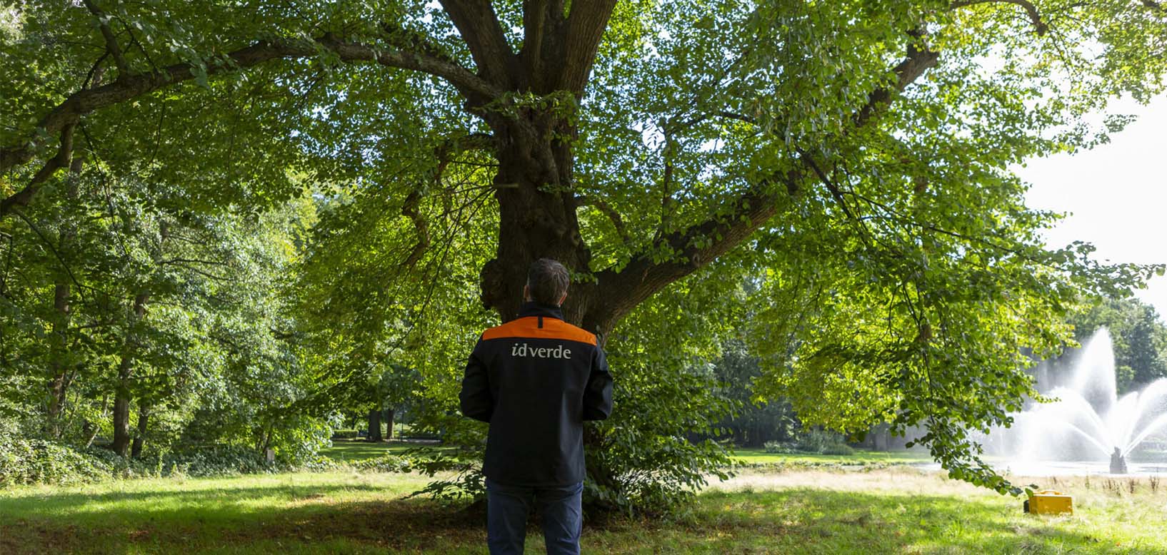 idverde-medewerker inspecteert een grote boom in een park met vijver en fontein op de achtergrond.