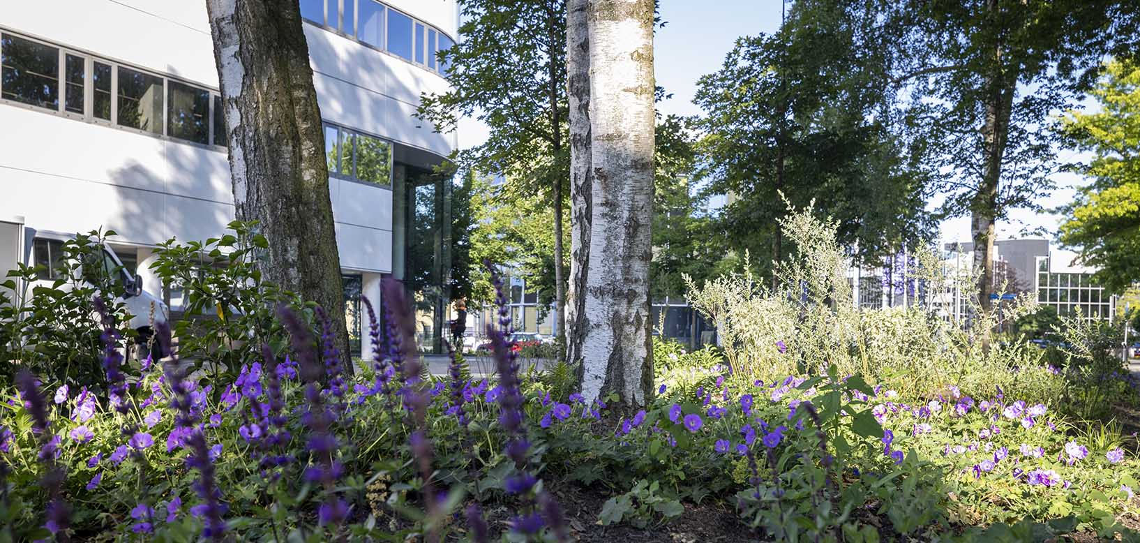 Beplant groenperk met paarse bloemen en berkenbomen bij een kantoorgebouw.