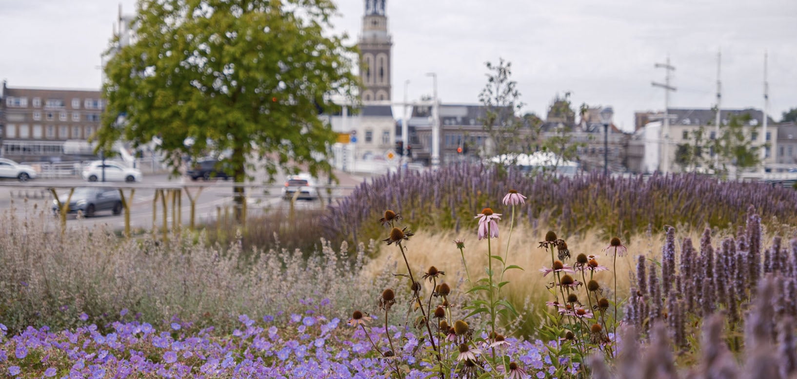 Bloeiende vaste plantenborder met zonnehoed en salie langs een stadsweg, met een kerktoren op de achtergrond.