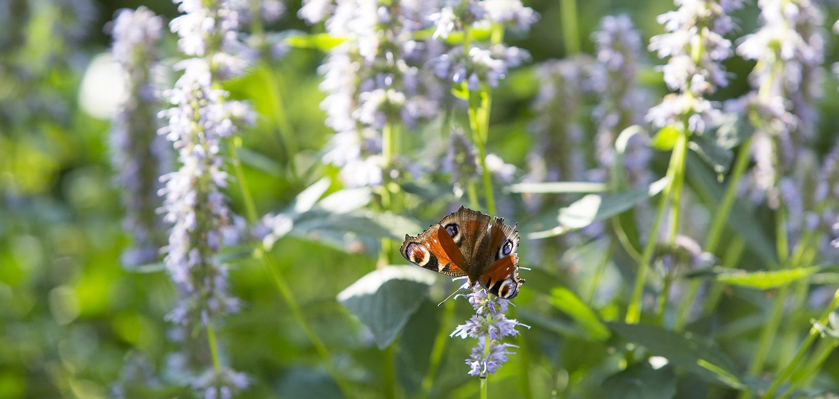 Dagpauwoog zoekt nectar op paarse bloeiende agastache in een bloemenrijke border.