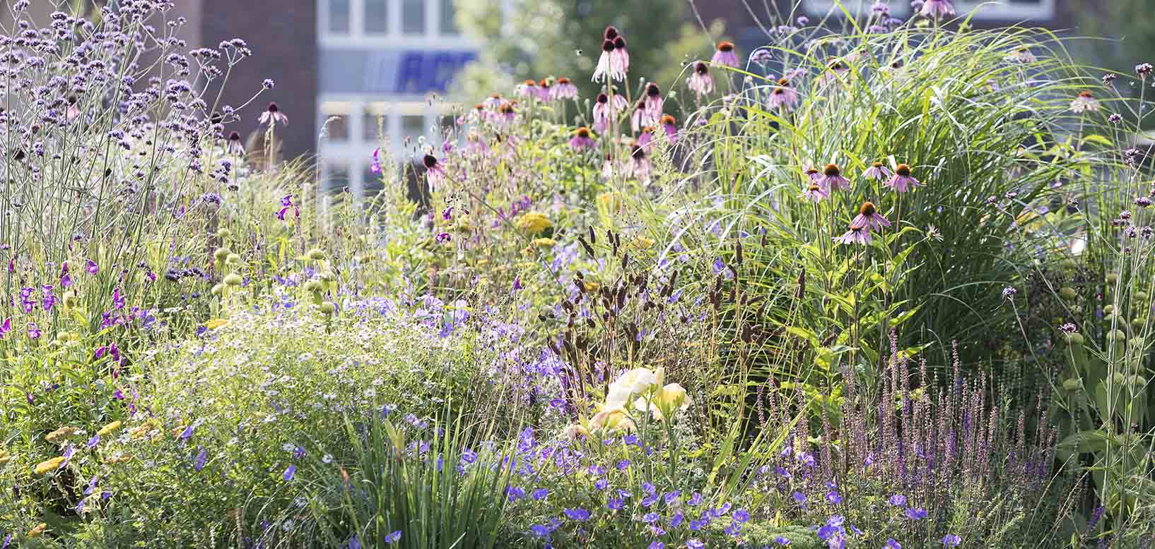 Bloeiende vaste plantenborder met zonnehoed, ijzerhard en siergrassen bij een gebouw.