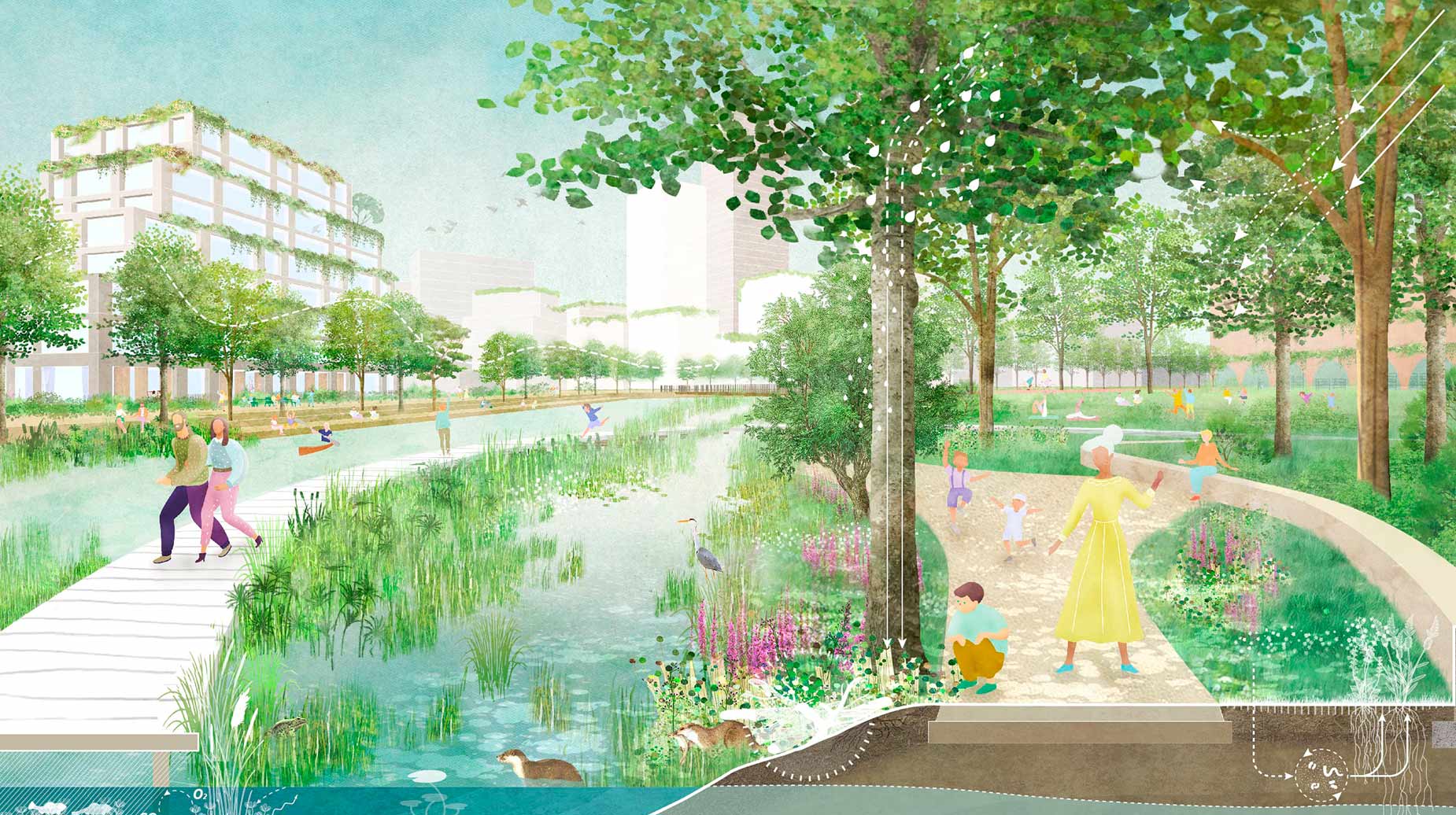 Illustratie van een klimaatbestendig stadspark met waterpartij, oevervegetatie en wandelpaden tussen groene gebouwen.