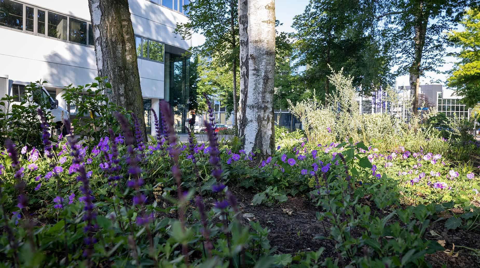 Bloemenperk met paarse salvia en geraniums onder berken bij kantoorgebouw.