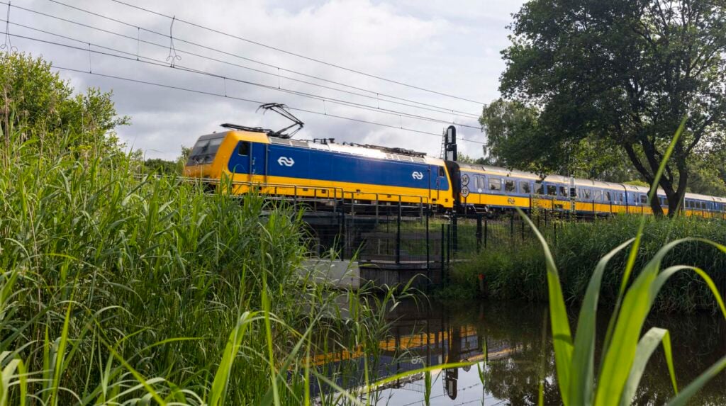 NS-trein rijdt over spoorviaduct langs begroeide oever met rietvegetatie.
