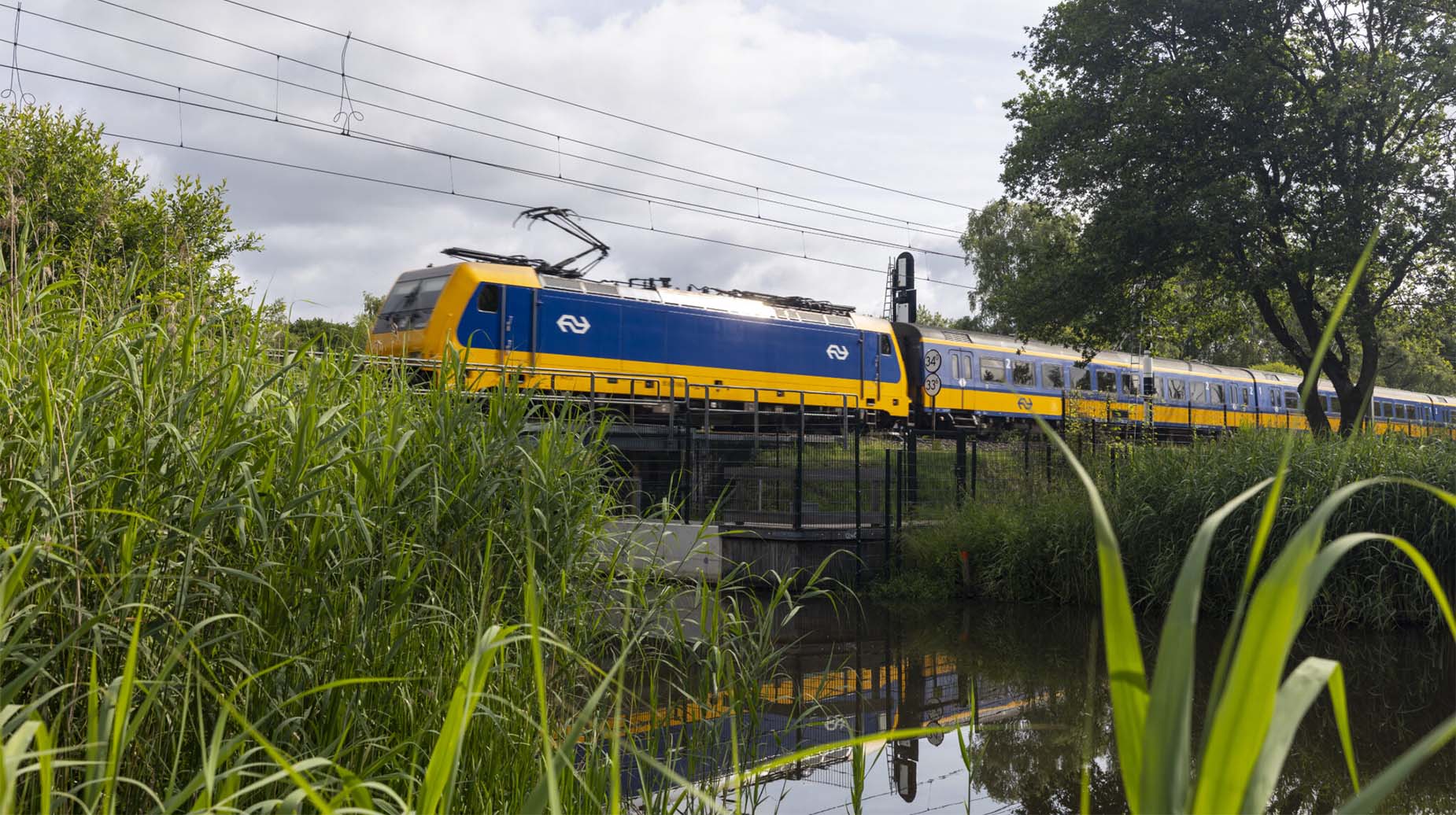 NS-trein rijdt over spoorviaduct langs begroeide oever met rietvegetatie.