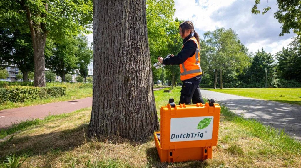 Medewerker van idverde behandelt een boomstam met DutchTrig-apparatuur tegen de iepziekte in een park.