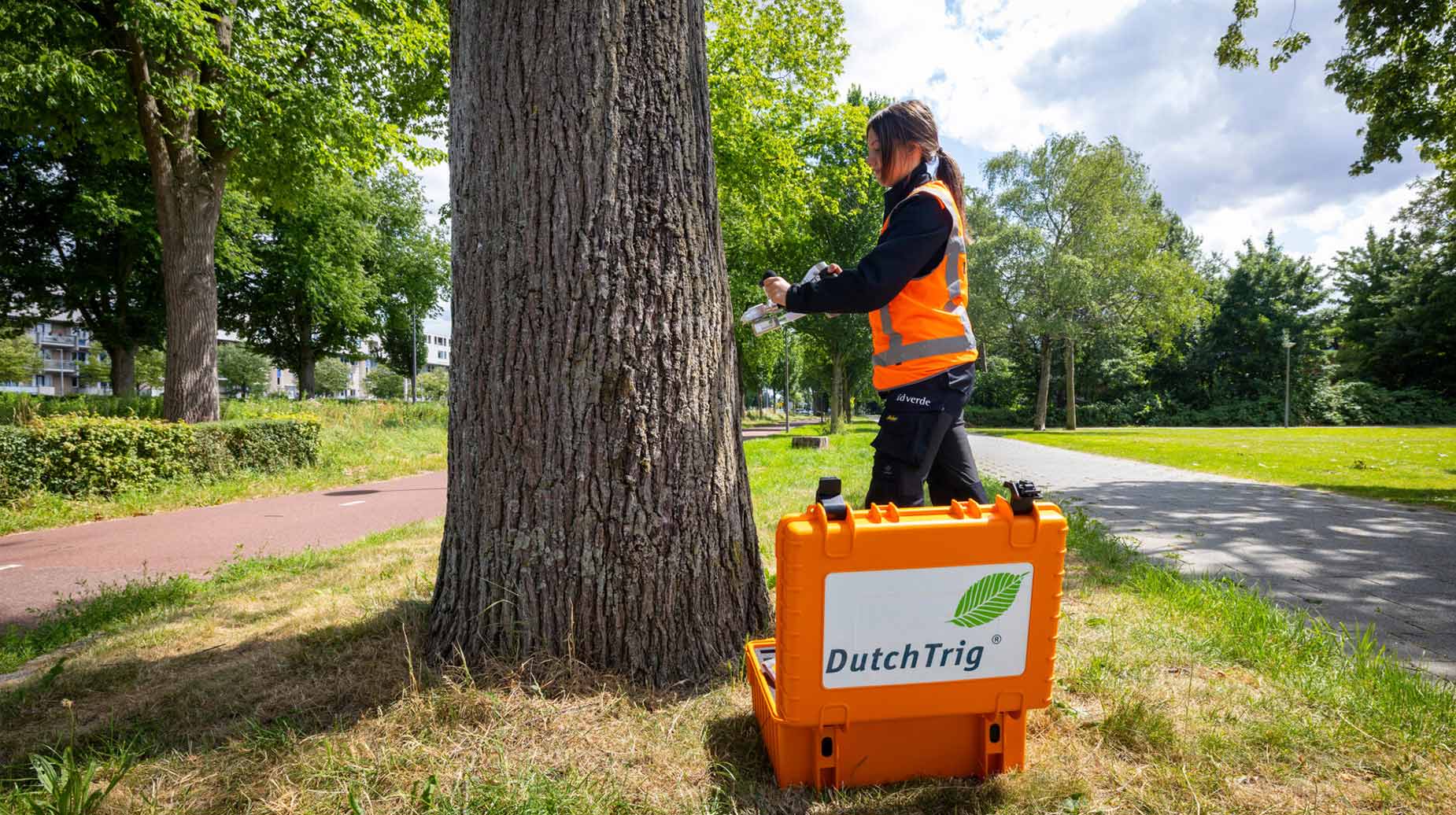 Medewerker van idverde behandelt een boomstam met DutchTrig-apparatuur tegen de iepziekte in een park.