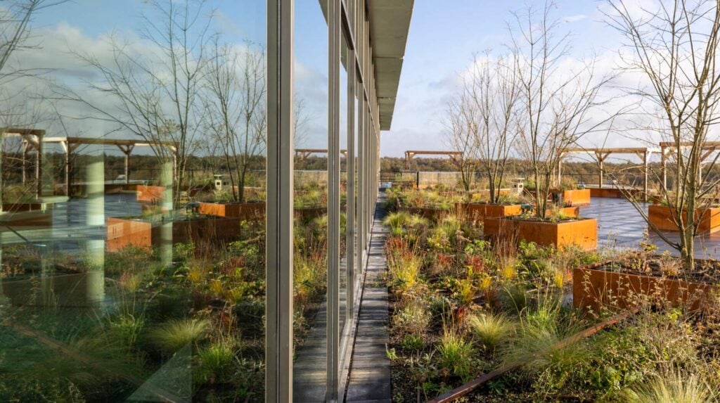 Beplant dakterras met cortenstalen plantenbakken, siergrassen en houten pergola's naast een glazen kantoorgevel.