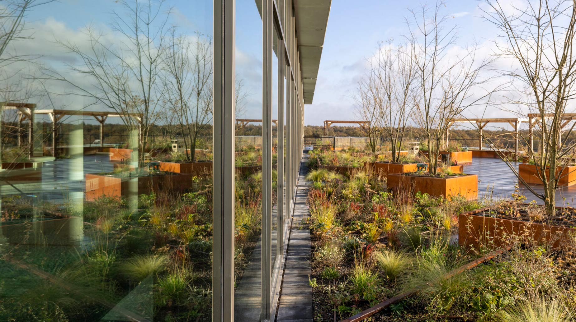 Beplant dakterras met cortenstalen plantenbakken, siergrassen en houten pergola's naast een glazen kantoorgevel.