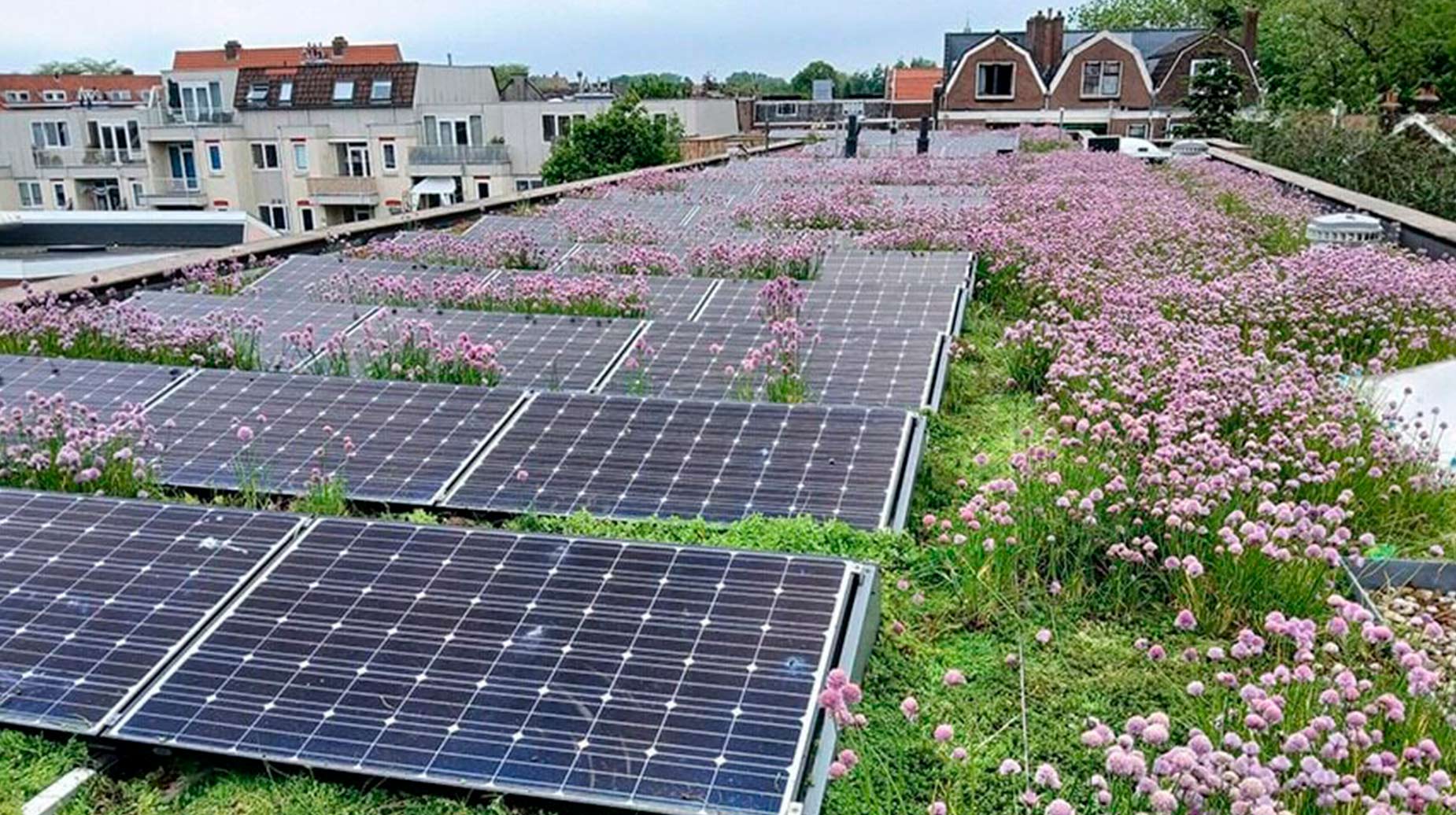 Groendak met bloeiende bieslook tussen zonnepanelen op een stadsdak.