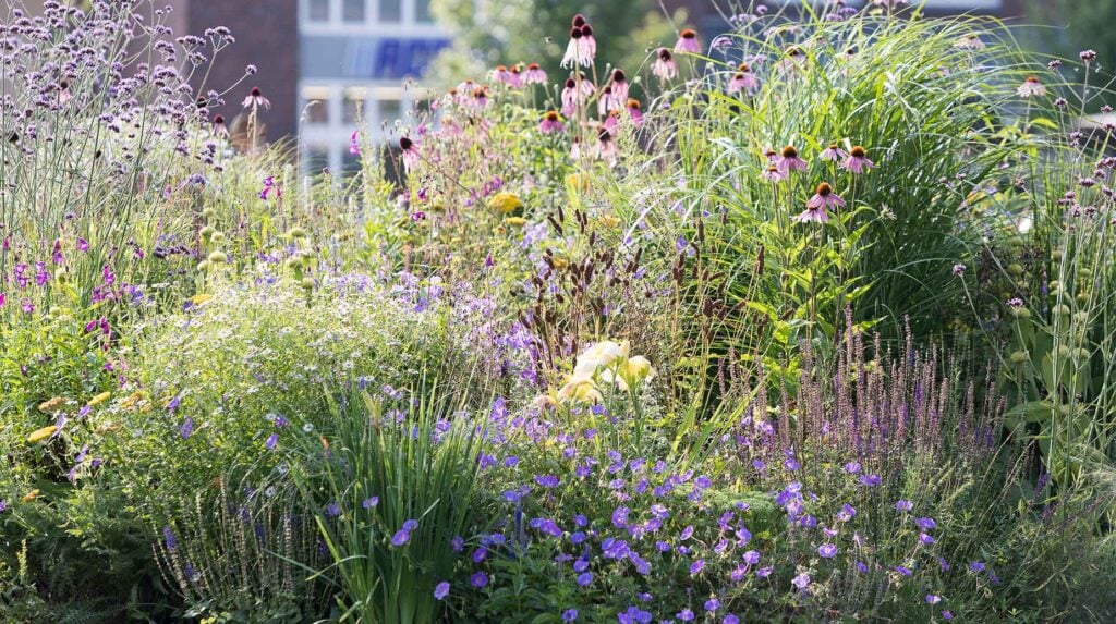 Bloeiende border met siergrassen, zonnehoed, salie en ooievaarsbek voor een gebouw.