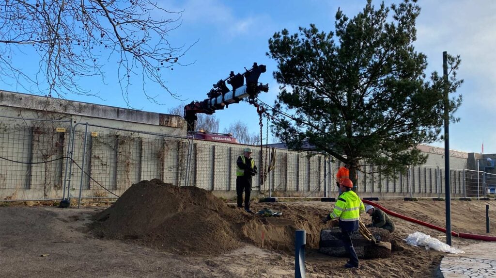 Medewerkers met kraanwagen verplanten een grote boom in een kluit op een zandige bouwlocatie.