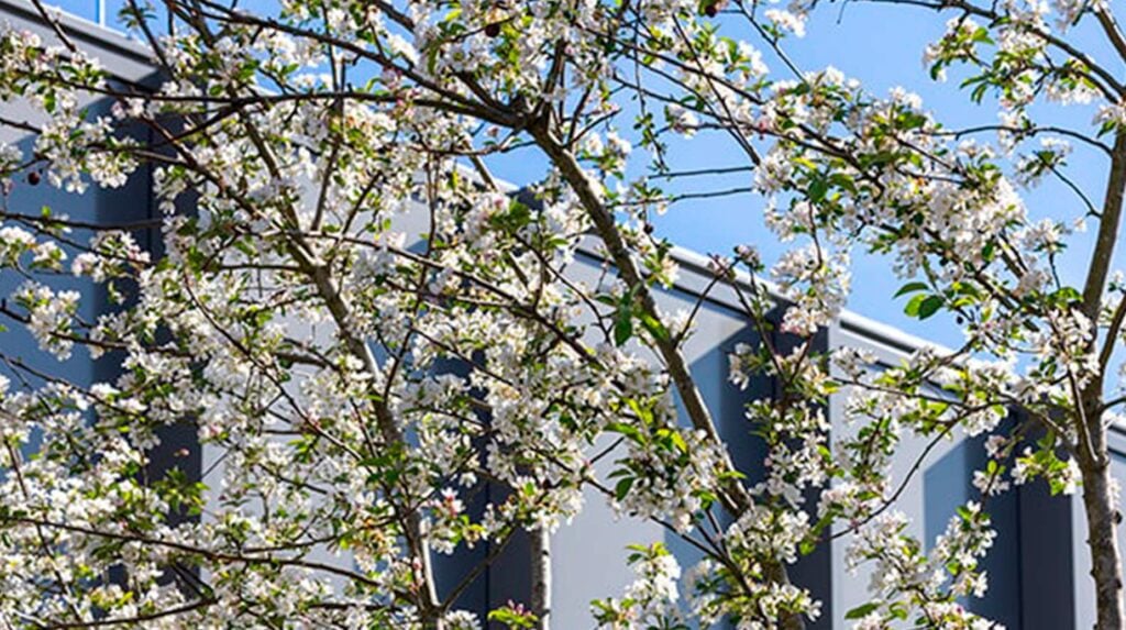 Bloesemboom in volle bloei voor een bedrijfsgebouw.