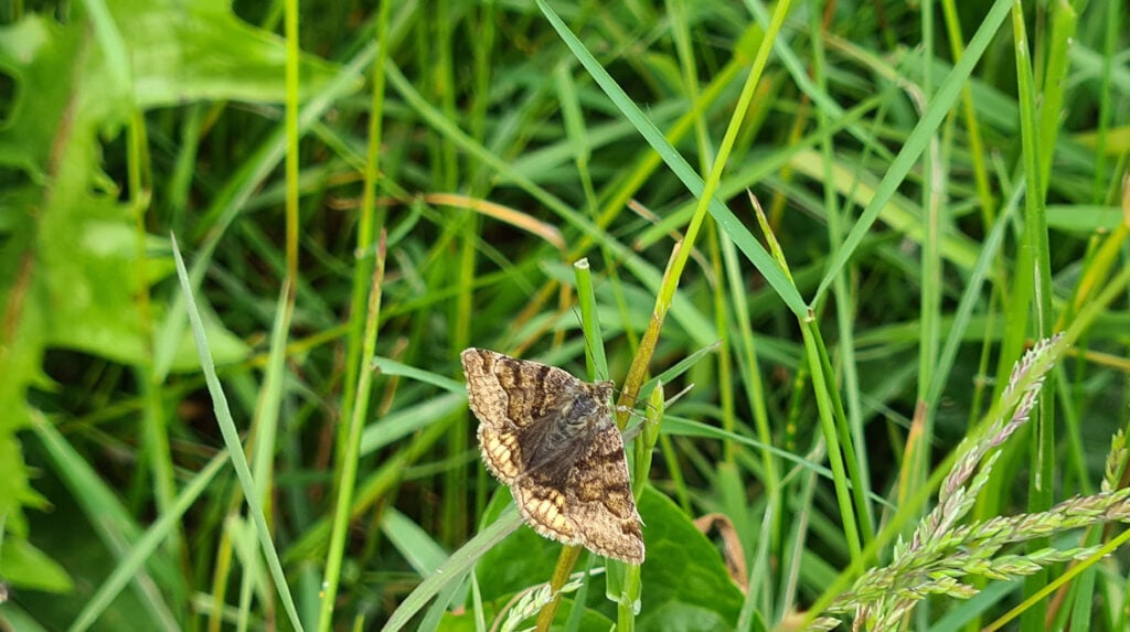 Vlinder met bruin gevlekt patroon rust op een grasspriet in bloemrijk grasland.