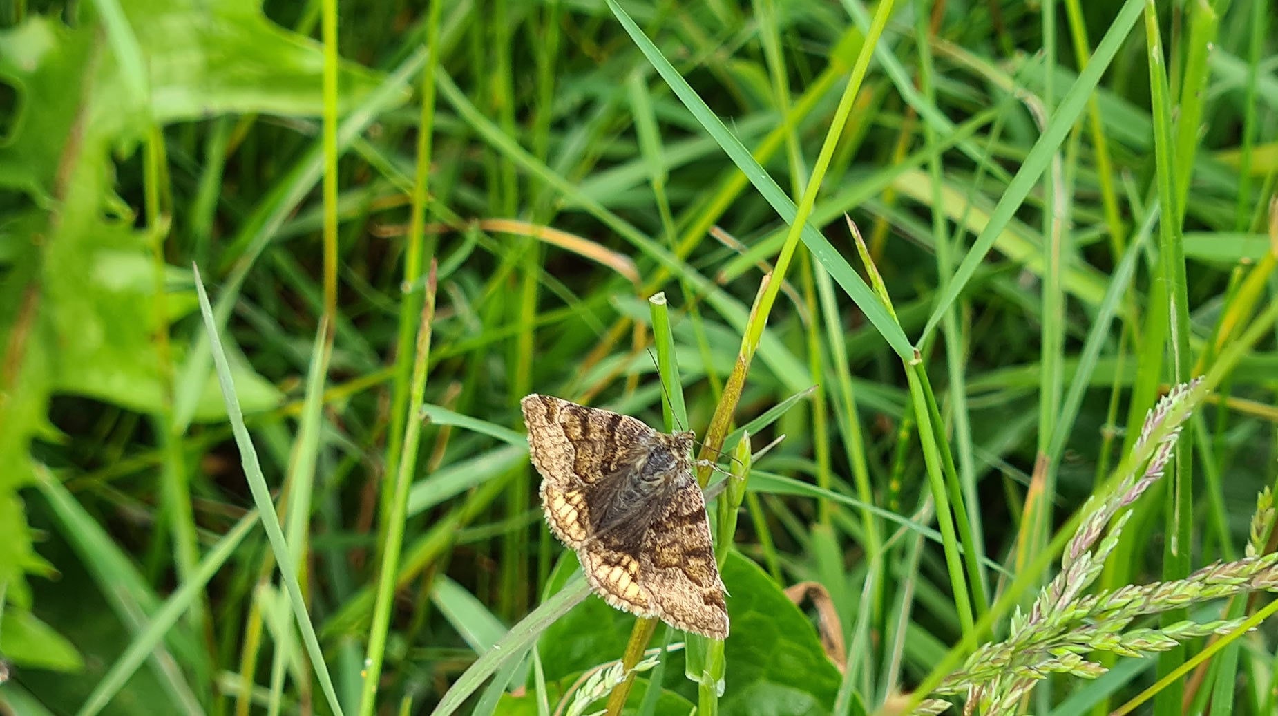 Vlinder met bruin gevlekt patroon rust op een grasspriet in bloemrijk grasland.