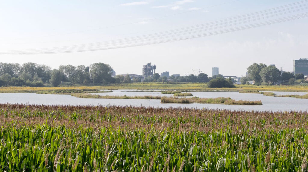 Maisveld met natuurplas en rietkragen aan de rand van de stad, met industrie op de achtergrond.