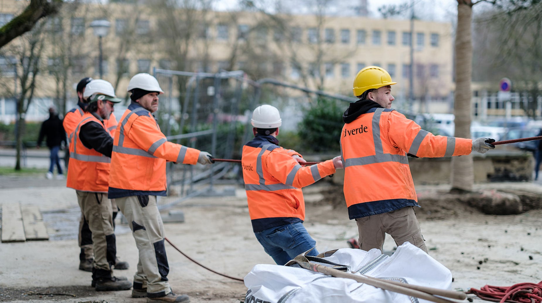Medewerkers van idverde trekken samen aan een touw om een boom te verplanten op een stadslocatie.