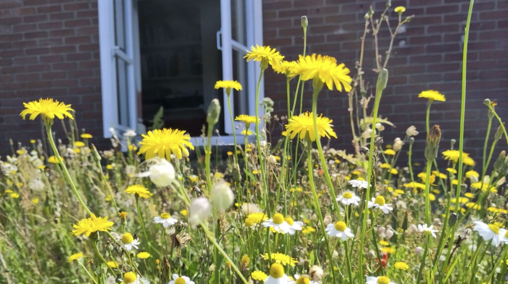 Bloemenrijk gazon met paardenbloemen en kamille voor een bakstenen gevel met openstaand raam.