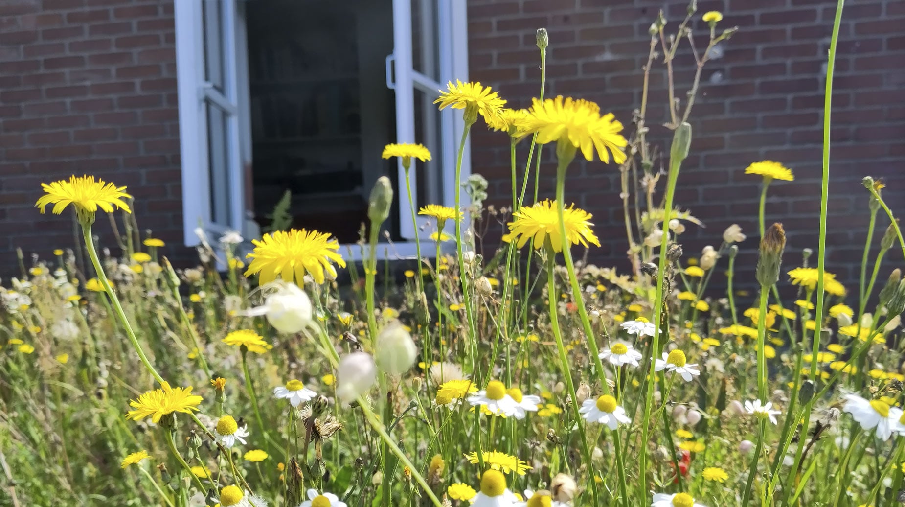 Bloemenrijk gazon met paardenbloemen en kamille voor een bakstenen gevel met openstaand raam.