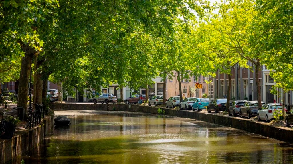 Volwassen platanen langs een gracht in een Nederlandse binnenstad zorgen voor schaduw en verkoeling.